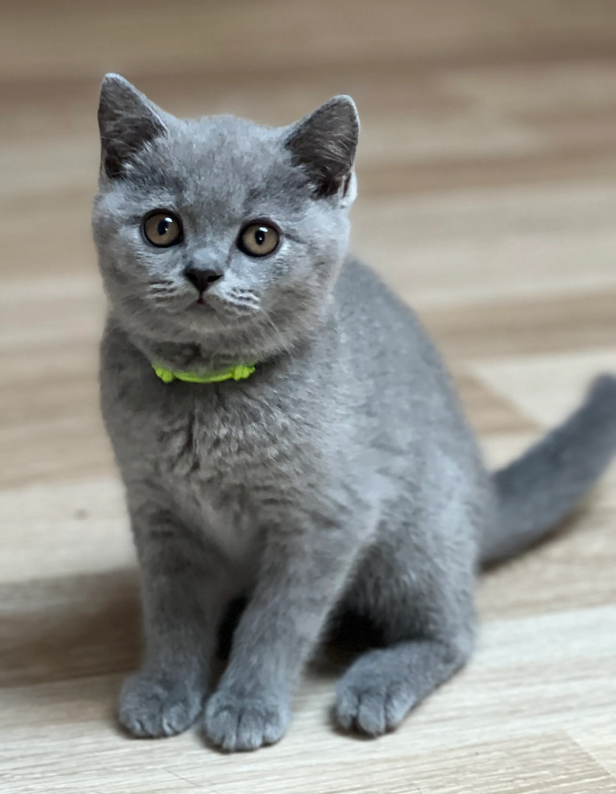 Bowie