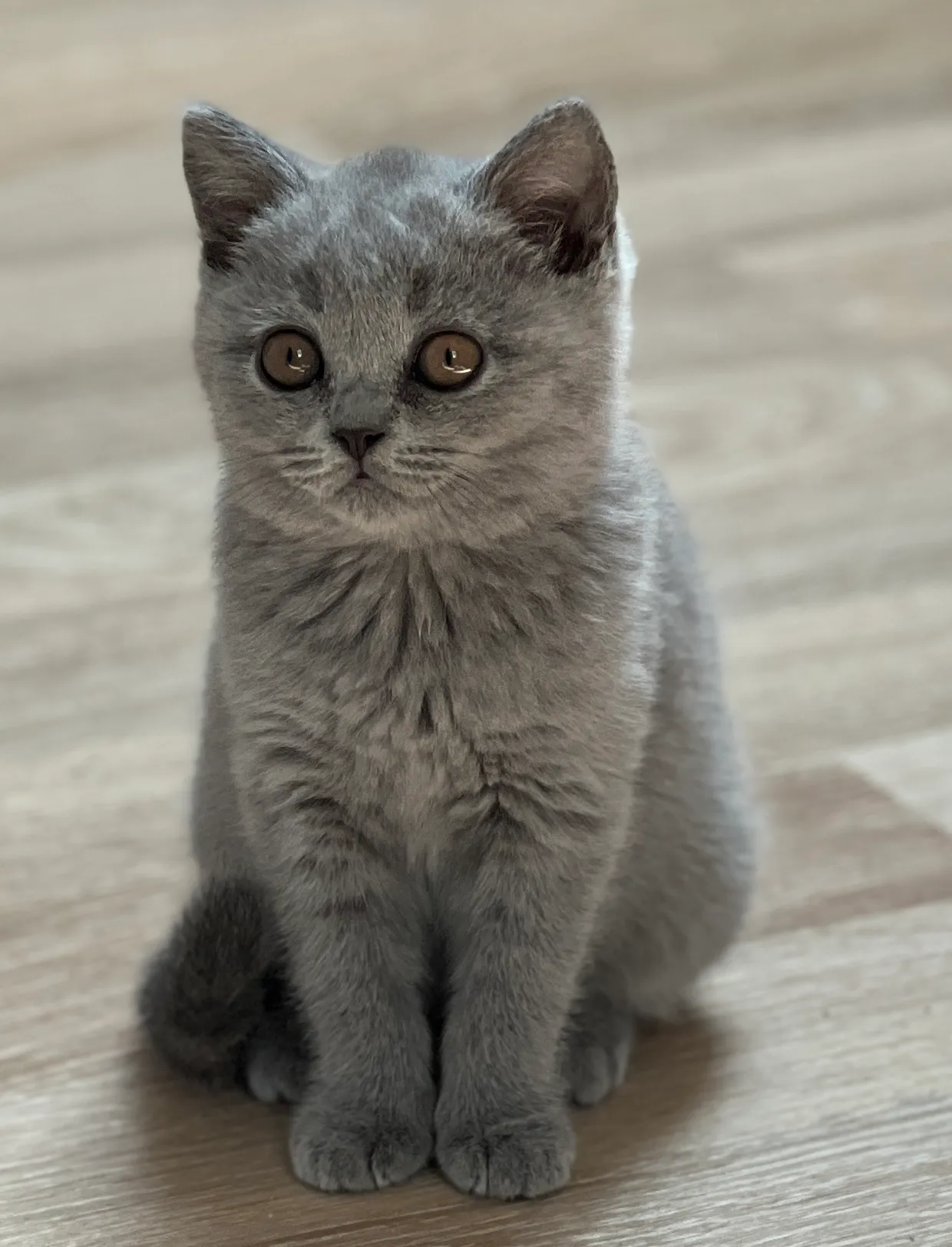 Bella Luna