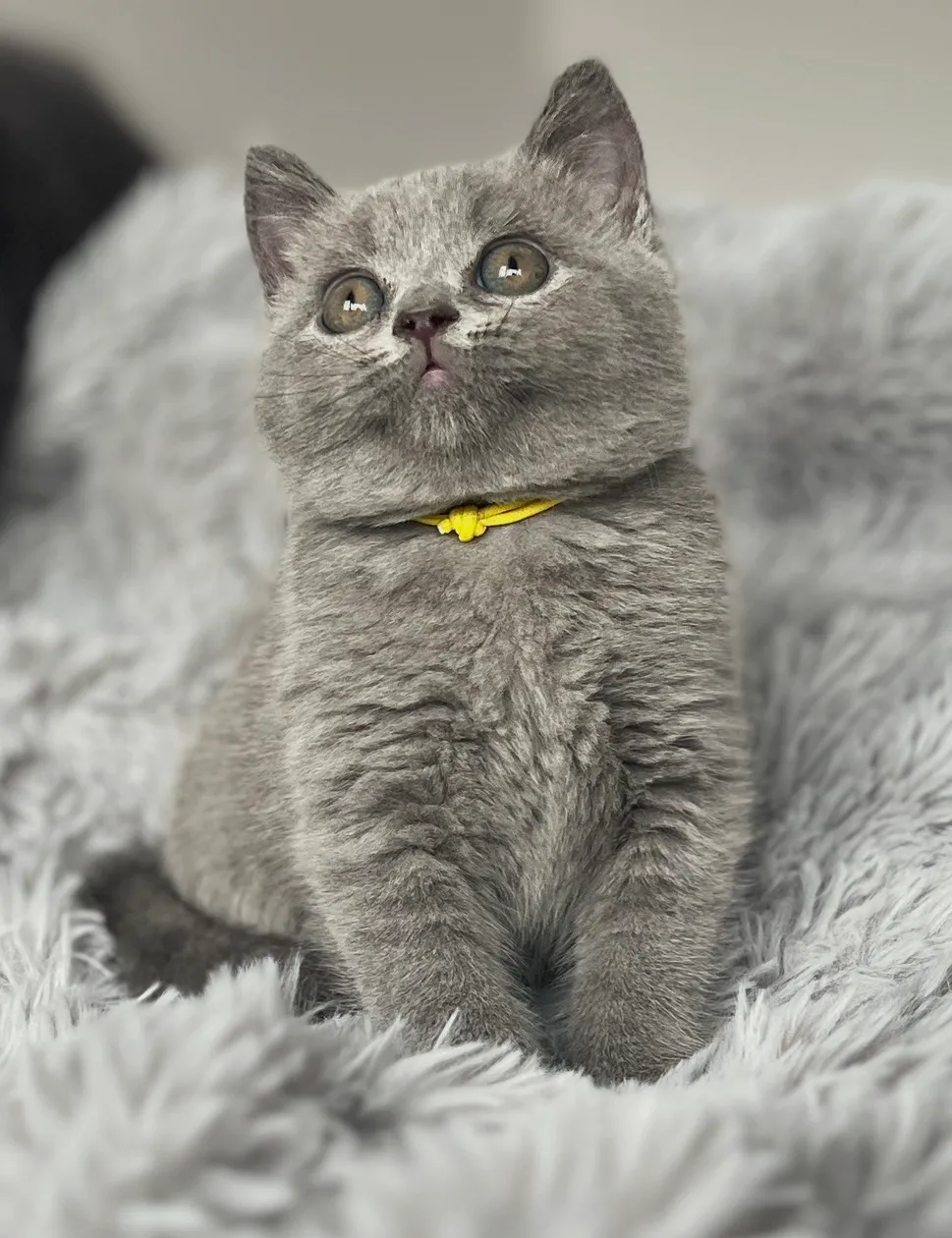 Zac